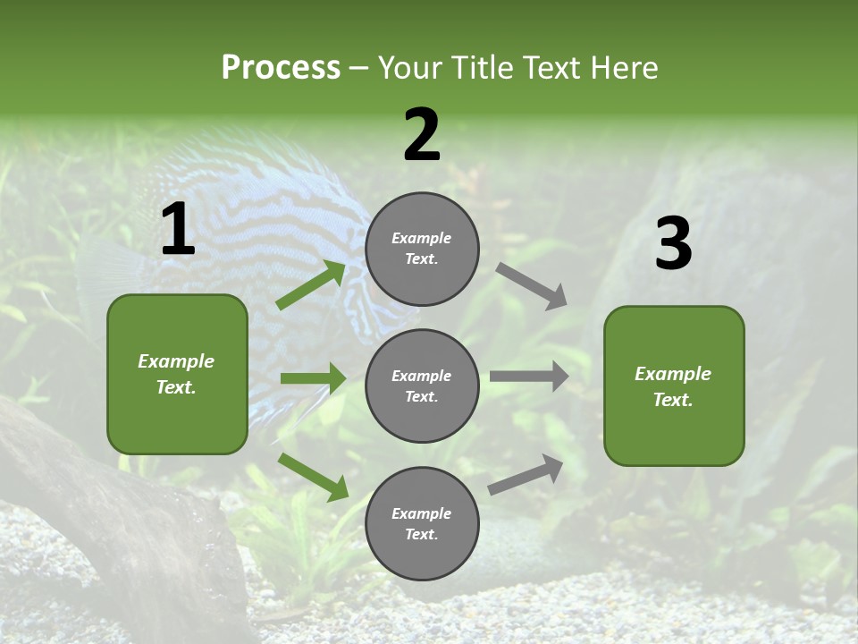 A Blue Turquoise Discus, Tropical Aquarium Fish Swimming In An Aquarium. Space For Copy. PowerPoint Template