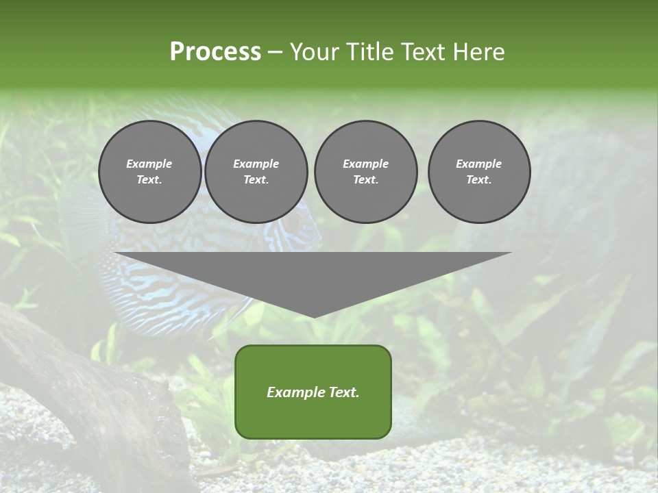 A Blue Turquoise Discus, Tropical Aquarium Fish Swimming In An Aquarium. Space For Copy. PowerPoint Template