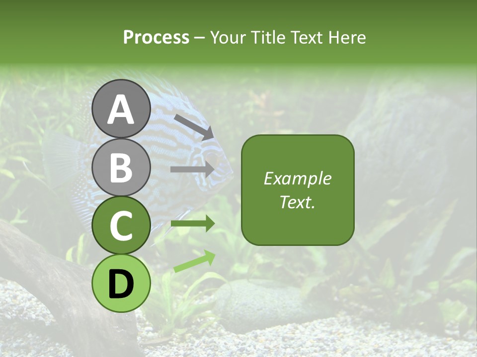 A Blue Turquoise Discus, Tropical Aquarium Fish Swimming In An Aquarium. Space For Copy. PowerPoint Template