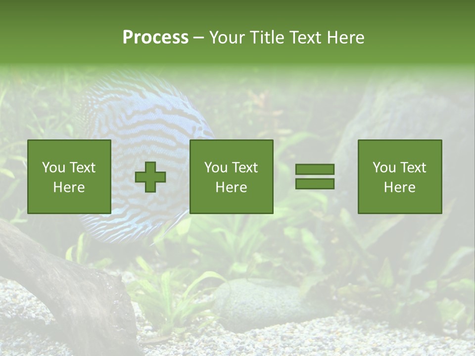 A Blue Turquoise Discus, Tropical Aquarium Fish Swimming In An Aquarium. Space For Copy. PowerPoint Template