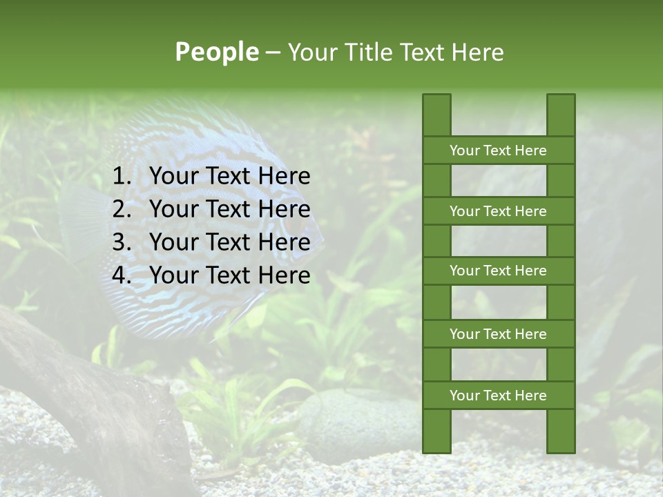 A Blue Turquoise Discus, Tropical Aquarium Fish Swimming In An Aquarium. Space For Copy. PowerPoint Template