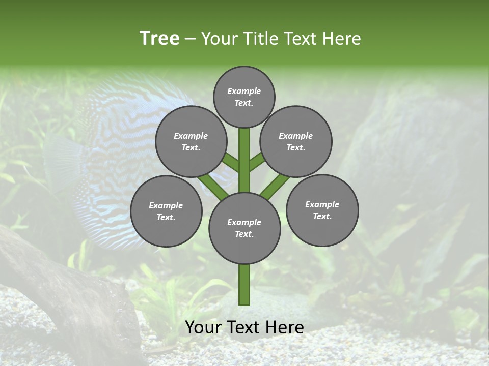 A Blue Turquoise Discus, Tropical Aquarium Fish Swimming In An Aquarium. Space For Copy. PowerPoint Template