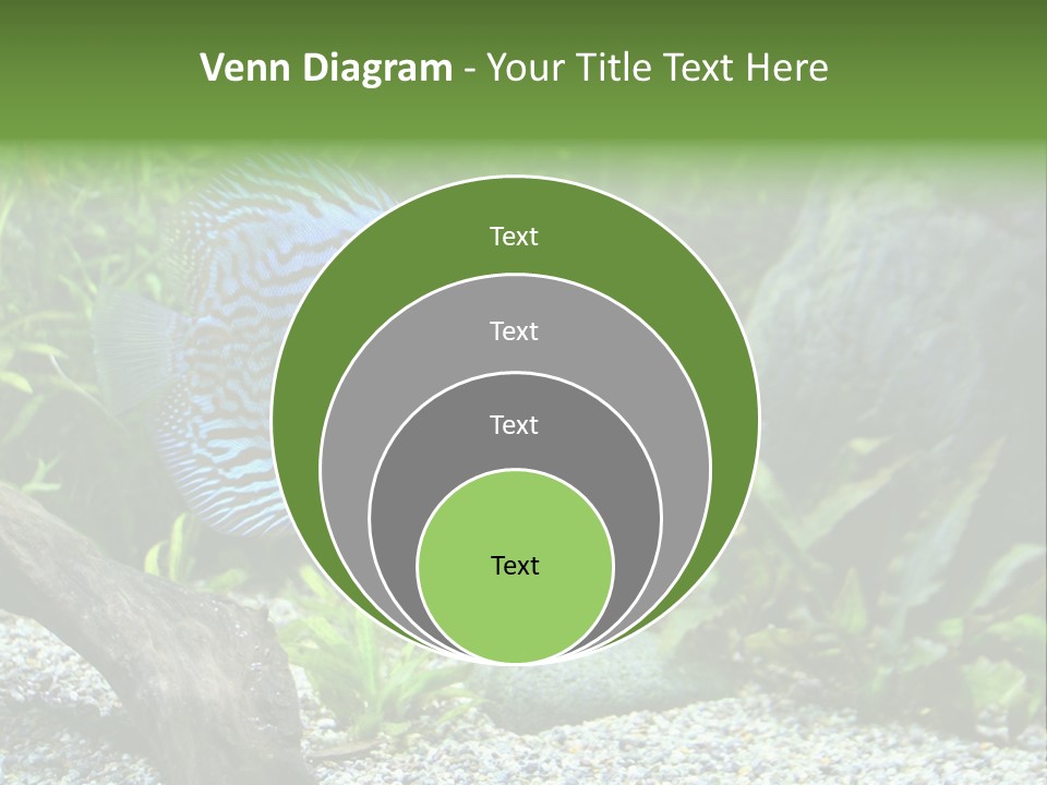 A Blue Turquoise Discus, Tropical Aquarium Fish Swimming In An Aquarium. Space For Copy. PowerPoint Template