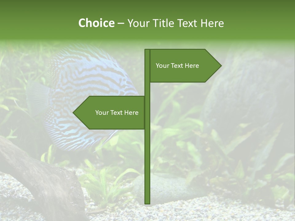 A Blue Turquoise Discus, Tropical Aquarium Fish Swimming In An Aquarium. Space For Copy. PowerPoint Template