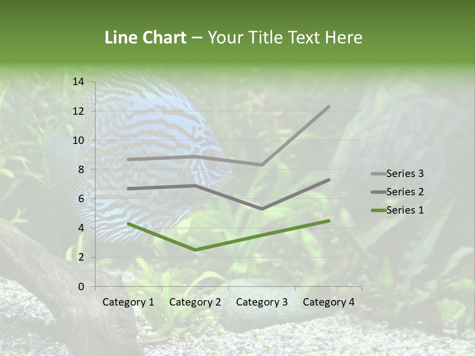 A Blue Turquoise Discus, Tropical Aquarium Fish Swimming In An Aquarium. Space For Copy. PowerPoint Template