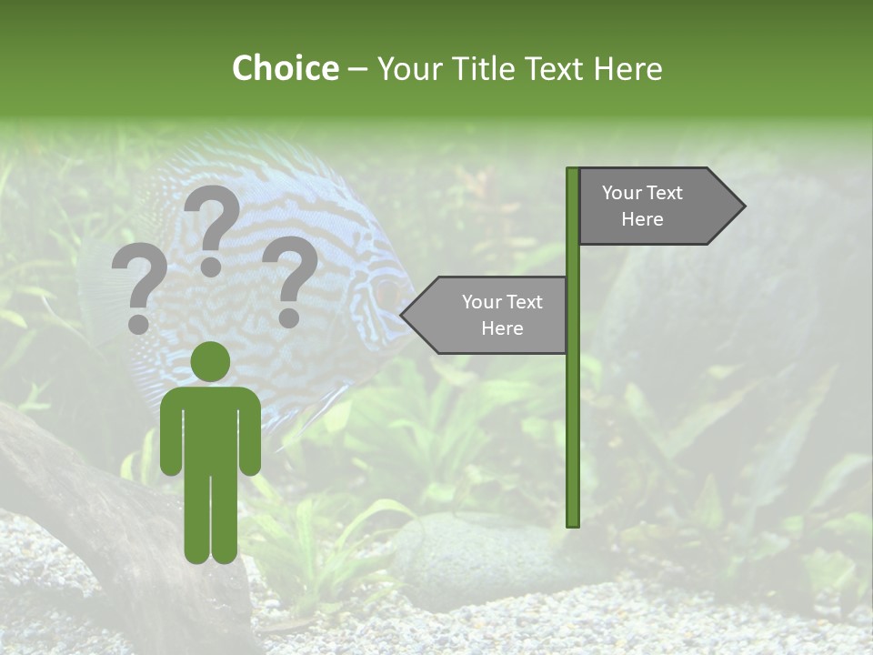 A Blue Turquoise Discus, Tropical Aquarium Fish Swimming In An Aquarium. Space For Copy. PowerPoint Template