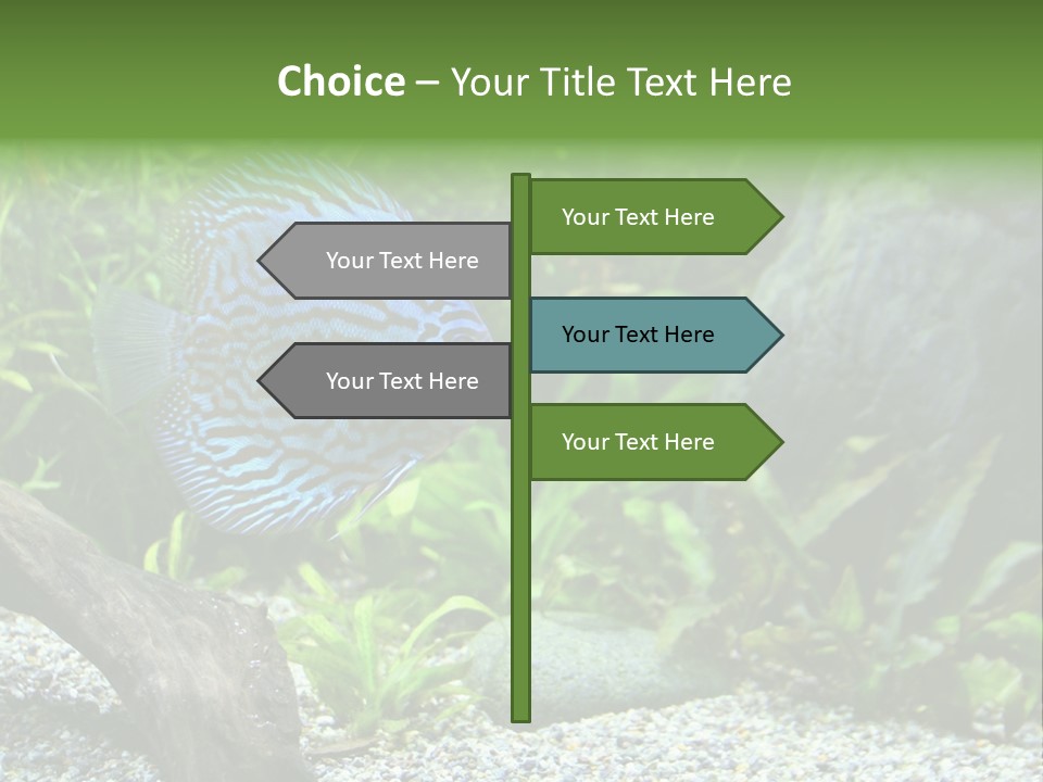 A Blue Turquoise Discus, Tropical Aquarium Fish Swimming In An Aquarium. Space For Copy. PowerPoint Template