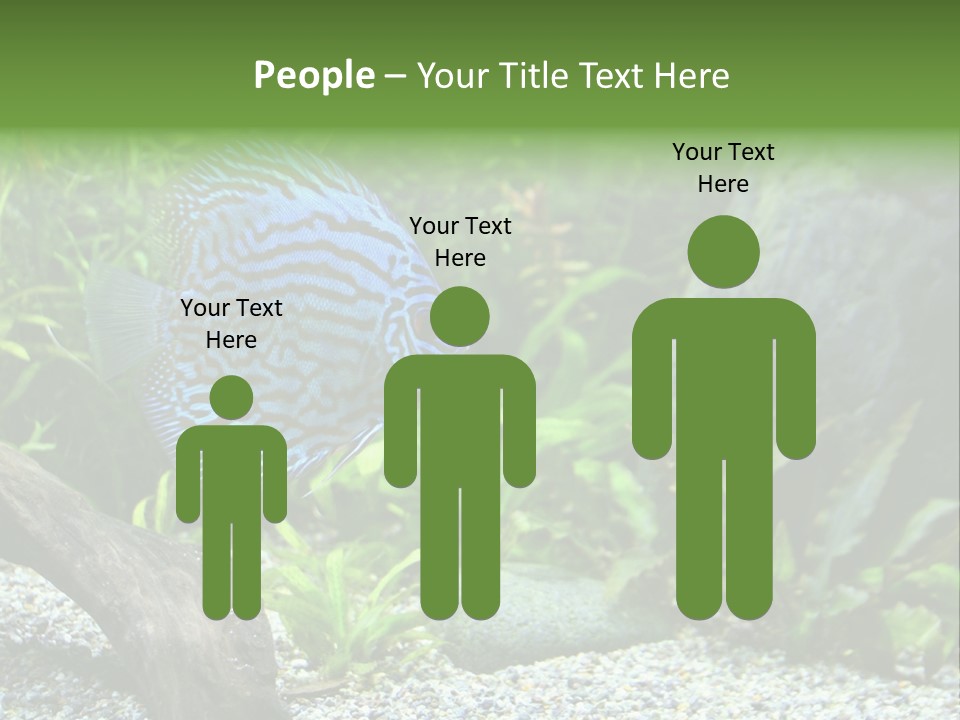 A Blue Turquoise Discus, Tropical Aquarium Fish Swimming In An Aquarium. Space For Copy. PowerPoint Template