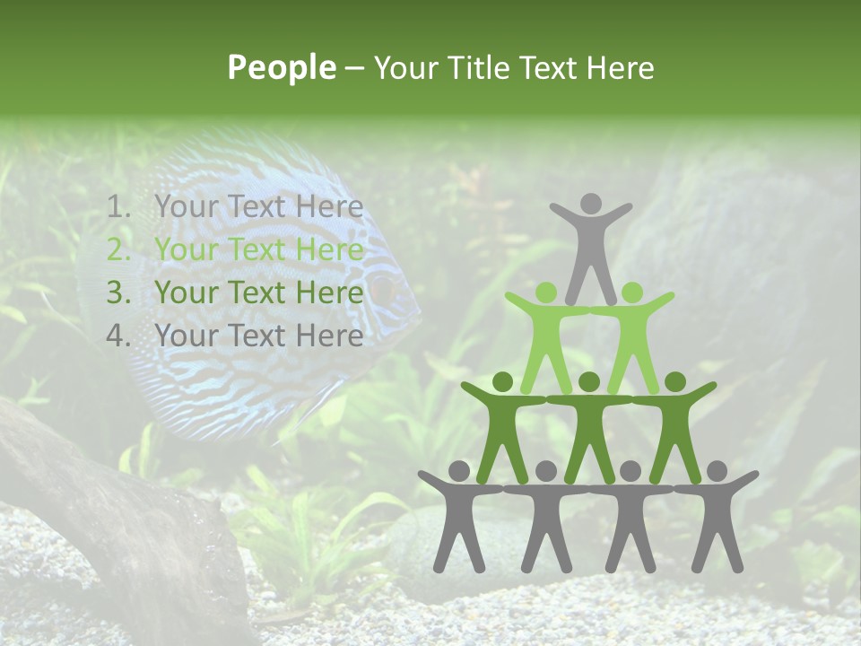 A Blue Turquoise Discus, Tropical Aquarium Fish Swimming In An Aquarium. Space For Copy. PowerPoint Template