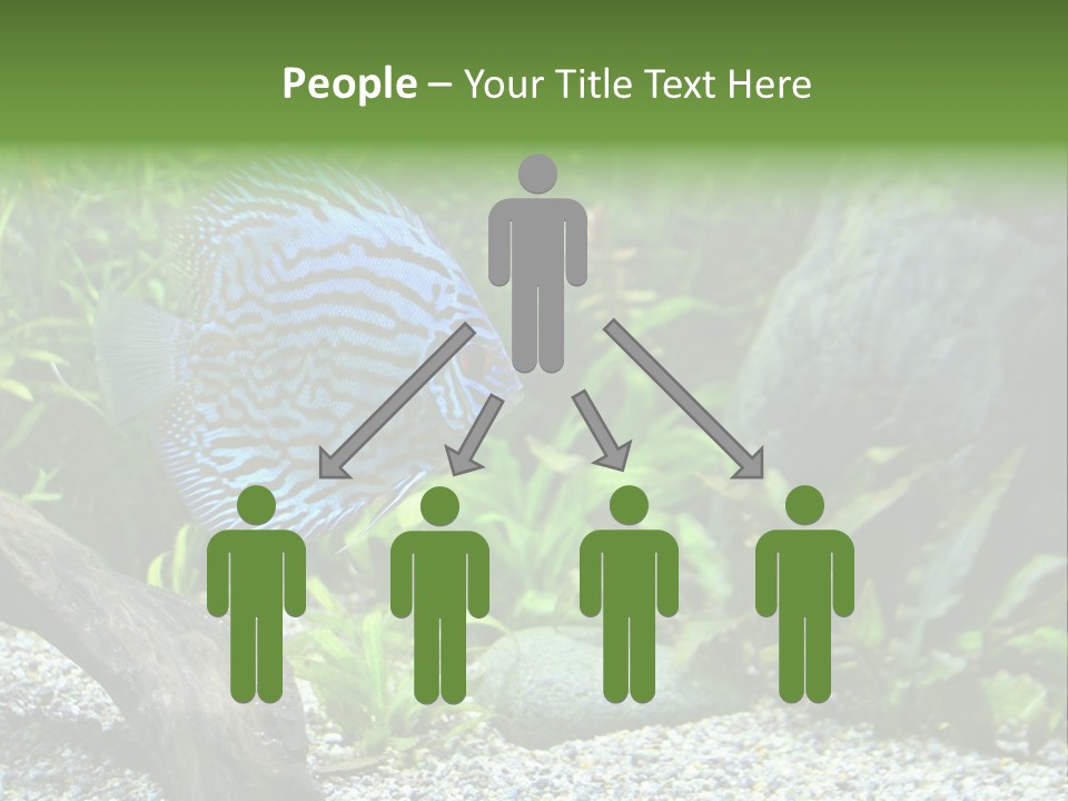 A Blue Turquoise Discus, Tropical Aquarium Fish Swimming In An Aquarium. Space For Copy. PowerPoint Template