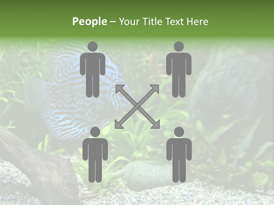 A Blue Turquoise Discus, Tropical Aquarium Fish Swimming In An Aquarium. Space For Copy. PowerPoint Template