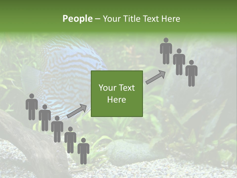 A Blue Turquoise Discus, Tropical Aquarium Fish Swimming In An Aquarium. Space For Copy. PowerPoint Template