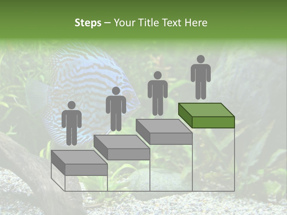 A Blue Turquoise Discus, Tropical Aquarium Fish Swimming In An Aquarium. Space For Copy. PowerPoint Template