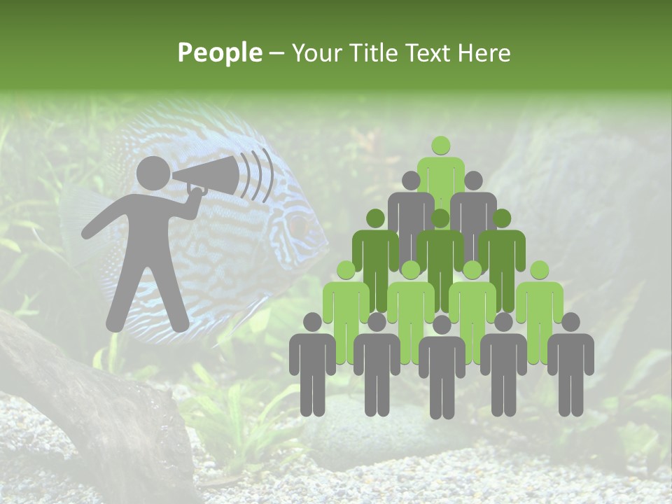 A Blue Turquoise Discus, Tropical Aquarium Fish Swimming In An Aquarium. Space For Copy. PowerPoint Template