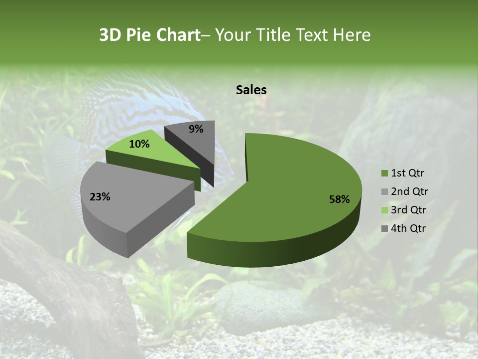 A Blue Turquoise Discus, Tropical Aquarium Fish Swimming In An Aquarium. Space For Copy. PowerPoint Template