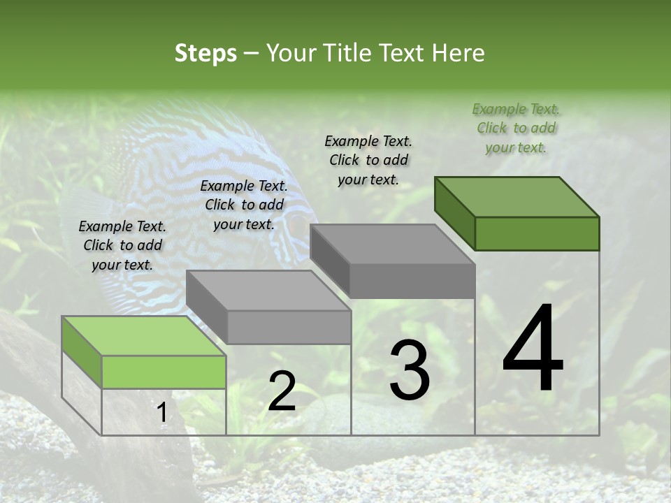 A Blue Turquoise Discus, Tropical Aquarium Fish Swimming In An Aquarium. Space For Copy. PowerPoint Template