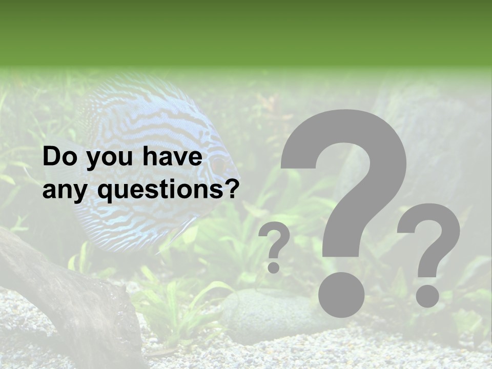 A Blue Turquoise Discus, Tropical Aquarium Fish Swimming In An Aquarium. Space For Copy. PowerPoint Template