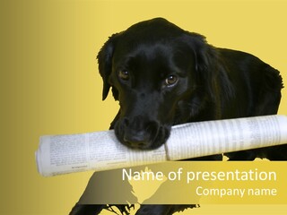 Black Dog With Rolled Up Newspaper PowerPoint Template