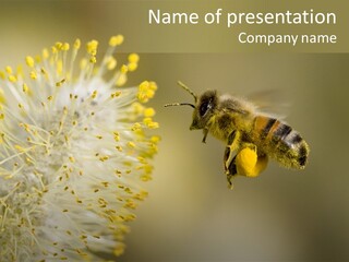 A Bee Hovering While Collecting Pollen From Pussy Willow Blossom. Hairs On Bee Are Covered In Yellow Pollen As Are It's Legs. PowerPoint Template