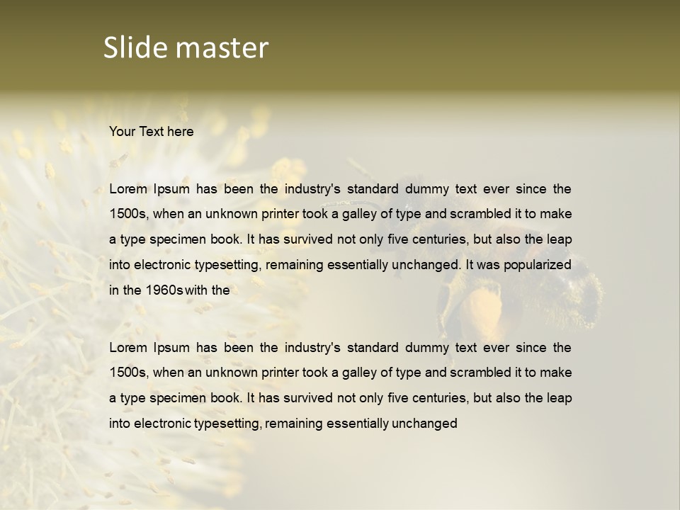 A Bee Hovering While Collecting Pollen From Pussy Willow Blossom. Hairs On Bee Are Covered In Yellow Pollen As Are It's Legs. PowerPoint Template