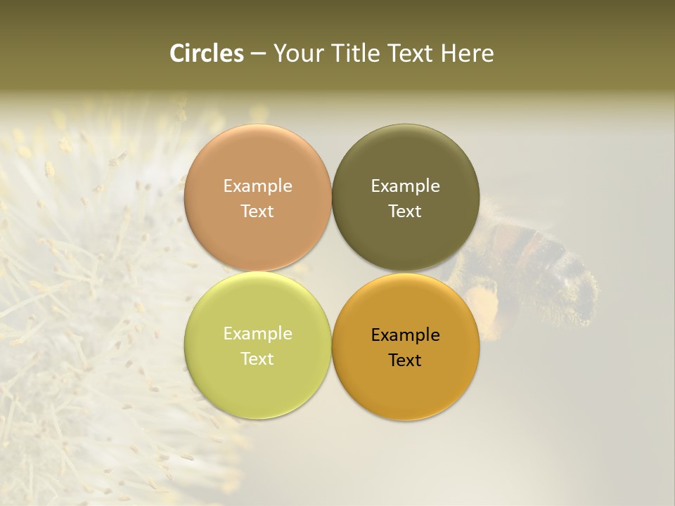 A Bee Hovering While Collecting Pollen From Pussy Willow Blossom. Hairs On Bee Are Covered In Yellow Pollen As Are It's Legs. PowerPoint Template