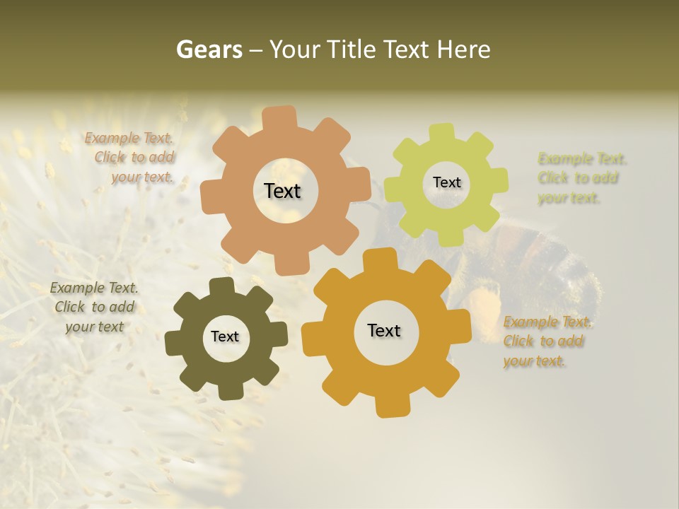 A Bee Hovering While Collecting Pollen From Pussy Willow Blossom. Hairs On Bee Are Covered In Yellow Pollen As Are It's Legs. PowerPoint Template