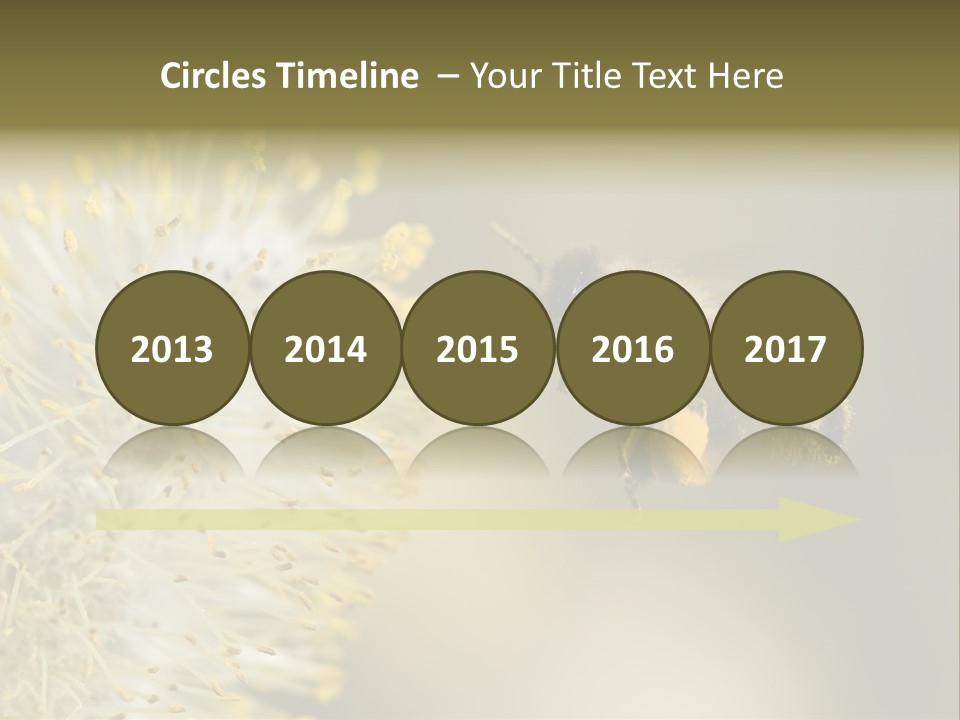 A Bee Hovering While Collecting Pollen From Pussy Willow Blossom. Hairs On Bee Are Covered In Yellow Pollen As Are It's Legs. PowerPoint Template