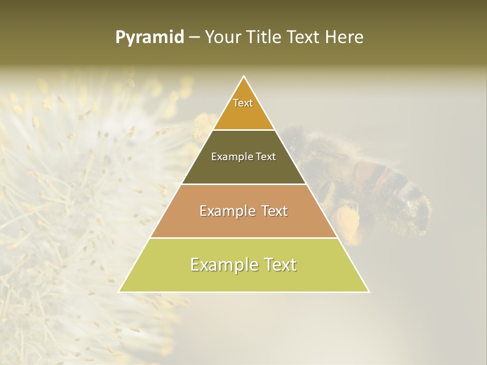 A Bee Hovering While Collecting Pollen From Pussy Willow Blossom. Hairs On Bee Are Covered In Yellow Pollen As Are It's Legs. PowerPoint Template