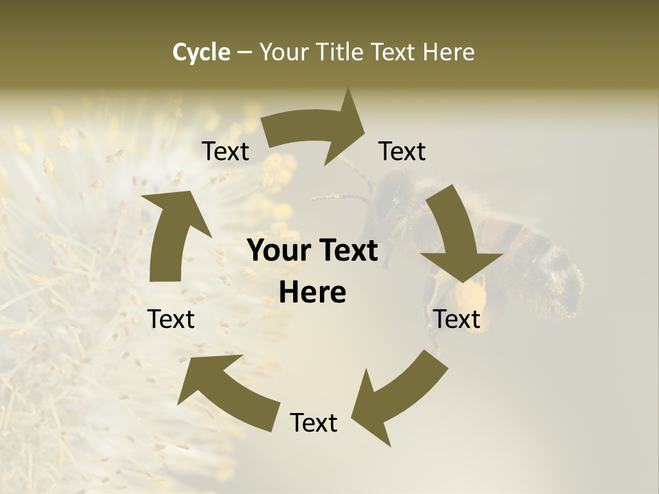 A Bee Hovering While Collecting Pollen From Pussy Willow Blossom. Hairs On Bee Are Covered In Yellow Pollen As Are It's Legs. PowerPoint Template