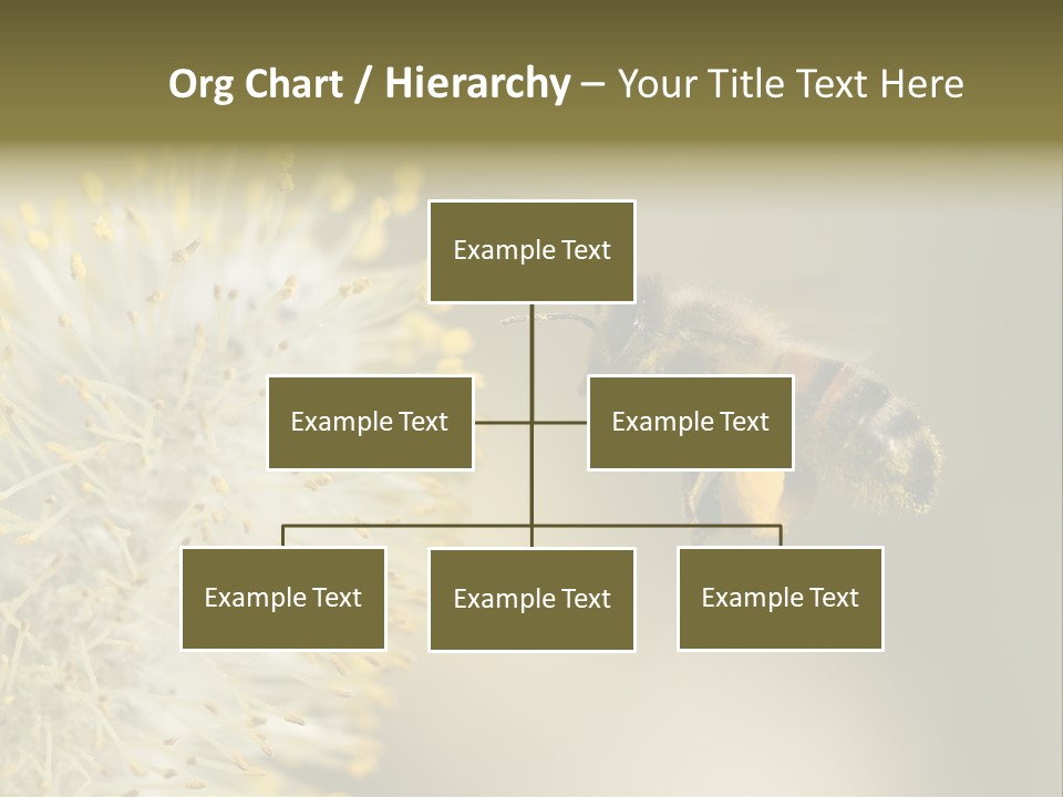 A Bee Hovering While Collecting Pollen From Pussy Willow Blossom. Hairs On Bee Are Covered In Yellow Pollen As Are It's Legs. PowerPoint Template