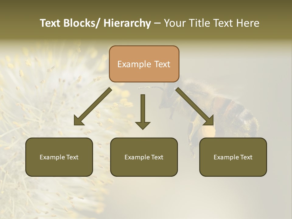 A Bee Hovering While Collecting Pollen From Pussy Willow Blossom. Hairs On Bee Are Covered In Yellow Pollen As Are It's Legs. PowerPoint Template