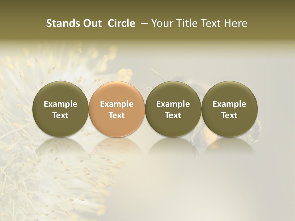 A Bee Hovering While Collecting Pollen From Pussy Willow Blossom. Hairs On Bee Are Covered In Yellow Pollen As Are It's Legs. PowerPoint Template