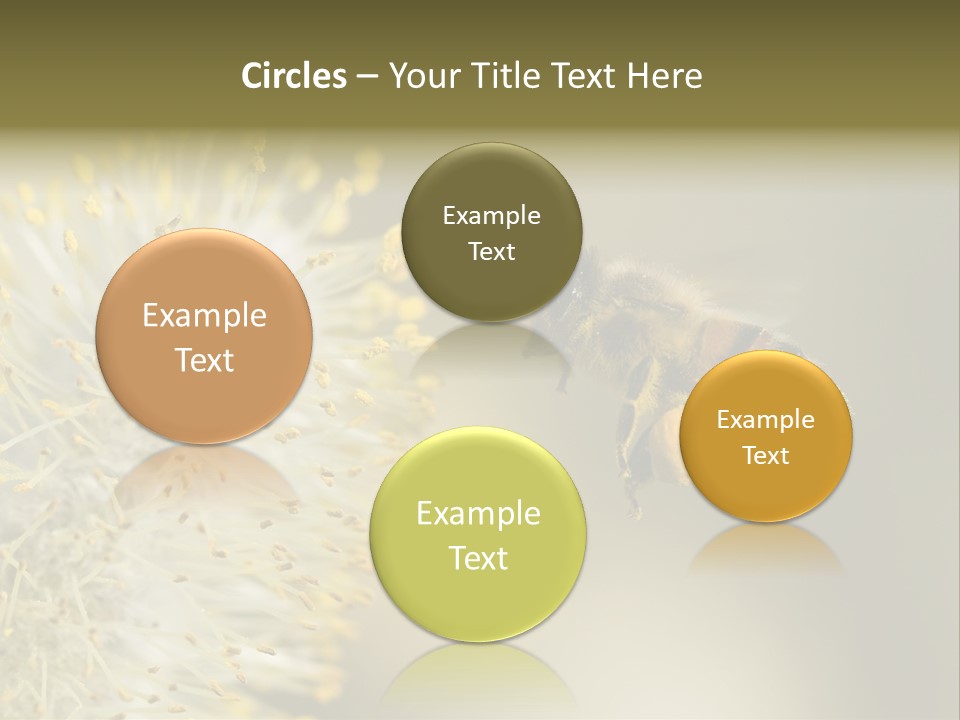 A Bee Hovering While Collecting Pollen From Pussy Willow Blossom. Hairs On Bee Are Covered In Yellow Pollen As Are It's Legs. PowerPoint Template