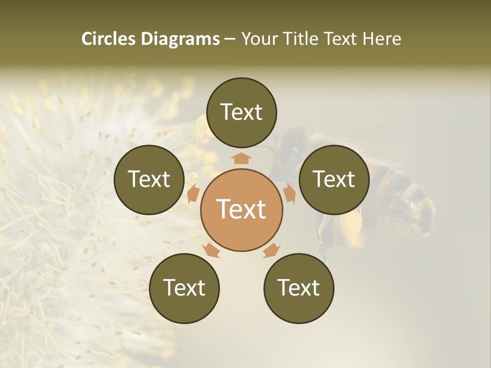 A Bee Hovering While Collecting Pollen From Pussy Willow Blossom. Hairs On Bee Are Covered In Yellow Pollen As Are It's Legs. PowerPoint Template