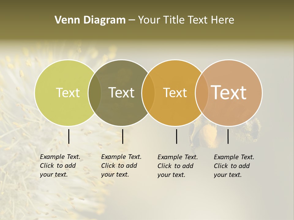 A Bee Hovering While Collecting Pollen From Pussy Willow Blossom. Hairs On Bee Are Covered In Yellow Pollen As Are It's Legs. PowerPoint Template