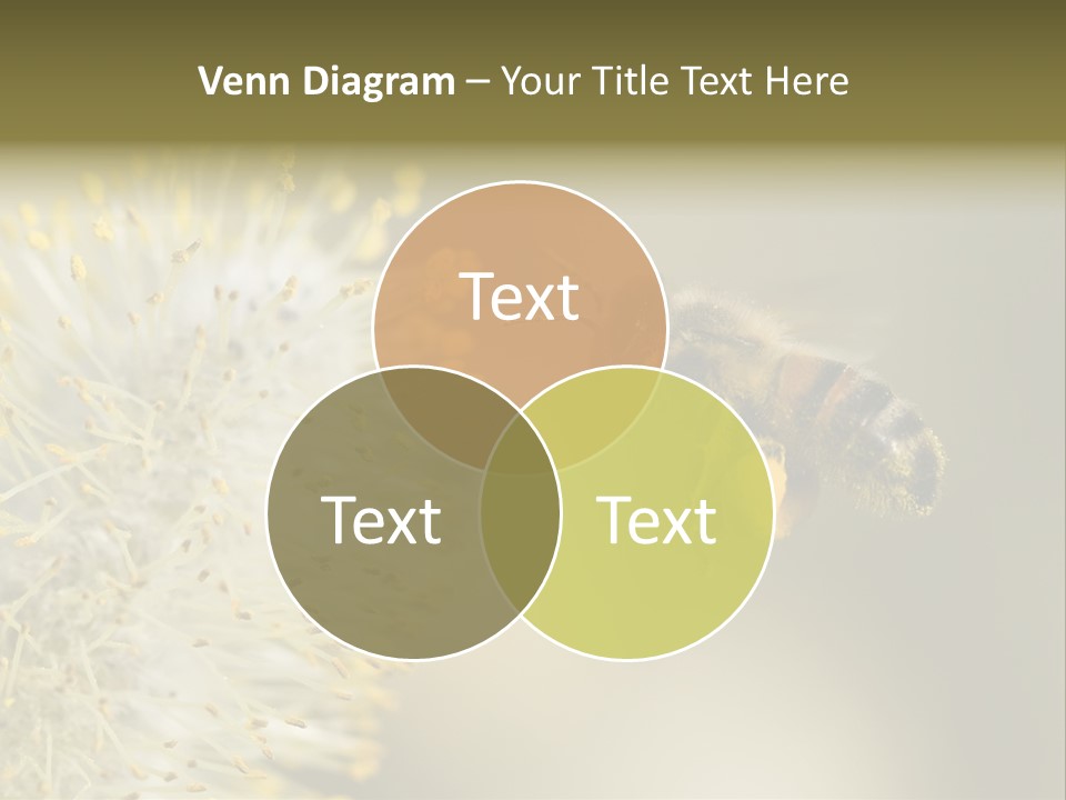 A Bee Hovering While Collecting Pollen From Pussy Willow Blossom. Hairs On Bee Are Covered In Yellow Pollen As Are It's Legs. PowerPoint Template