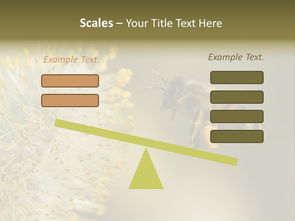 A Bee Hovering While Collecting Pollen From Pussy Willow Blossom. Hairs On Bee Are Covered In Yellow Pollen As Are It's Legs. PowerPoint Template