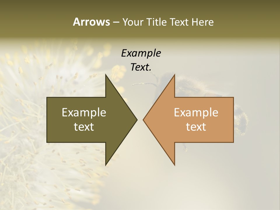 A Bee Hovering While Collecting Pollen From Pussy Willow Blossom. Hairs On Bee Are Covered In Yellow Pollen As Are It's Legs. PowerPoint Template