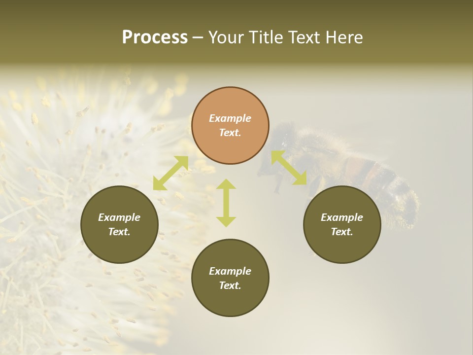 A Bee Hovering While Collecting Pollen From Pussy Willow Blossom. Hairs On Bee Are Covered In Yellow Pollen As Are It's Legs. PowerPoint Template