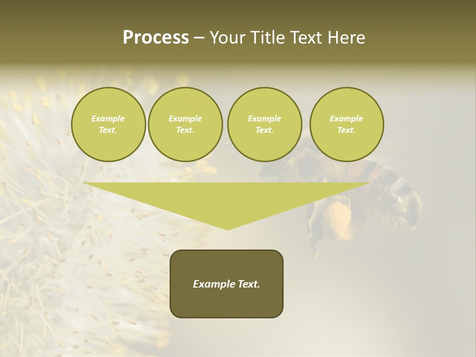 A Bee Hovering While Collecting Pollen From Pussy Willow Blossom. Hairs On Bee Are Covered In Yellow Pollen As Are It's Legs. PowerPoint Template
