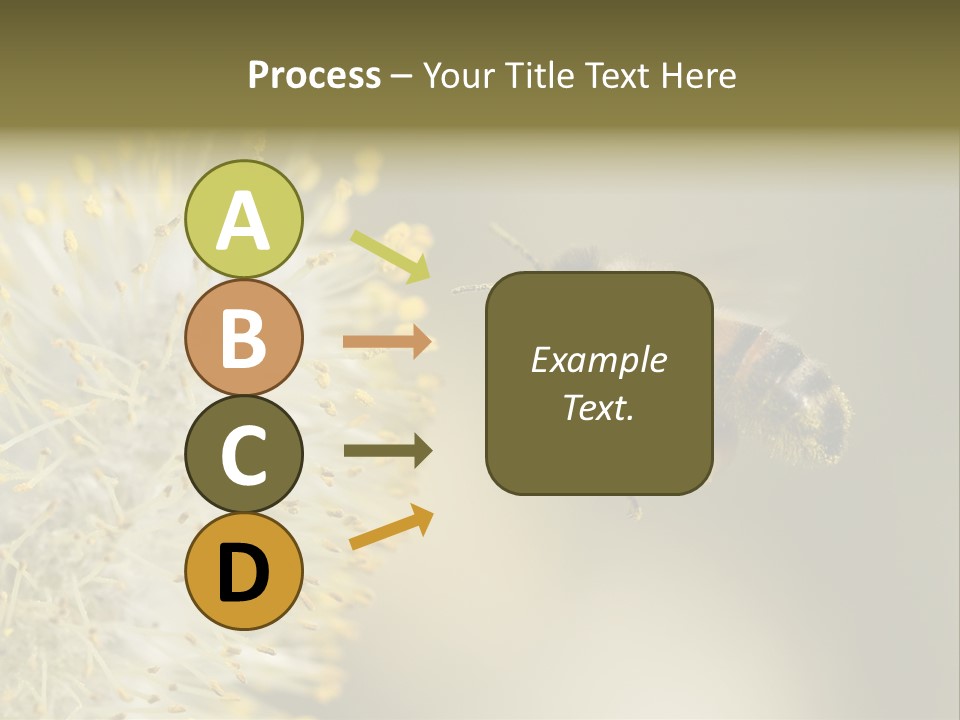 A Bee Hovering While Collecting Pollen From Pussy Willow Blossom. Hairs On Bee Are Covered In Yellow Pollen As Are It's Legs. PowerPoint Template