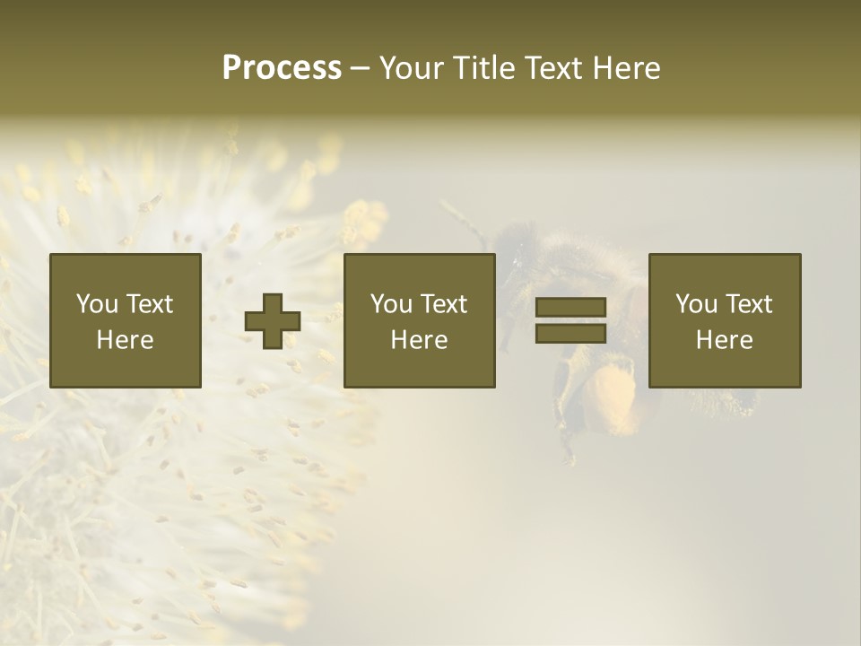 A Bee Hovering While Collecting Pollen From Pussy Willow Blossom. Hairs On Bee Are Covered In Yellow Pollen As Are It's Legs. PowerPoint Template