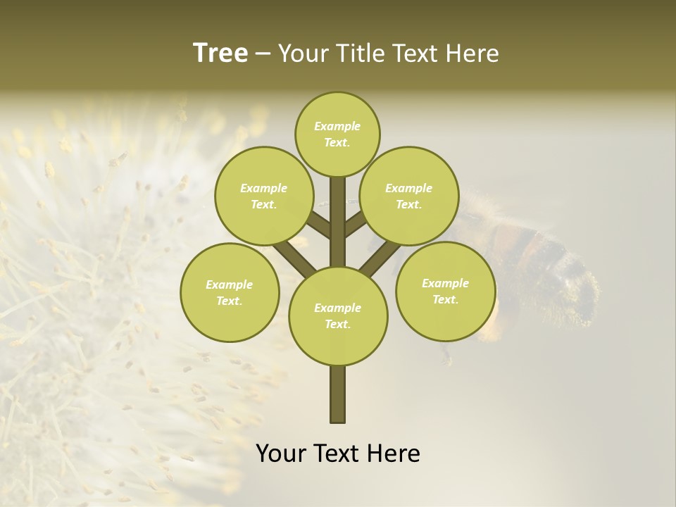 A Bee Hovering While Collecting Pollen From Pussy Willow Blossom. Hairs On Bee Are Covered In Yellow Pollen As Are It's Legs. PowerPoint Template