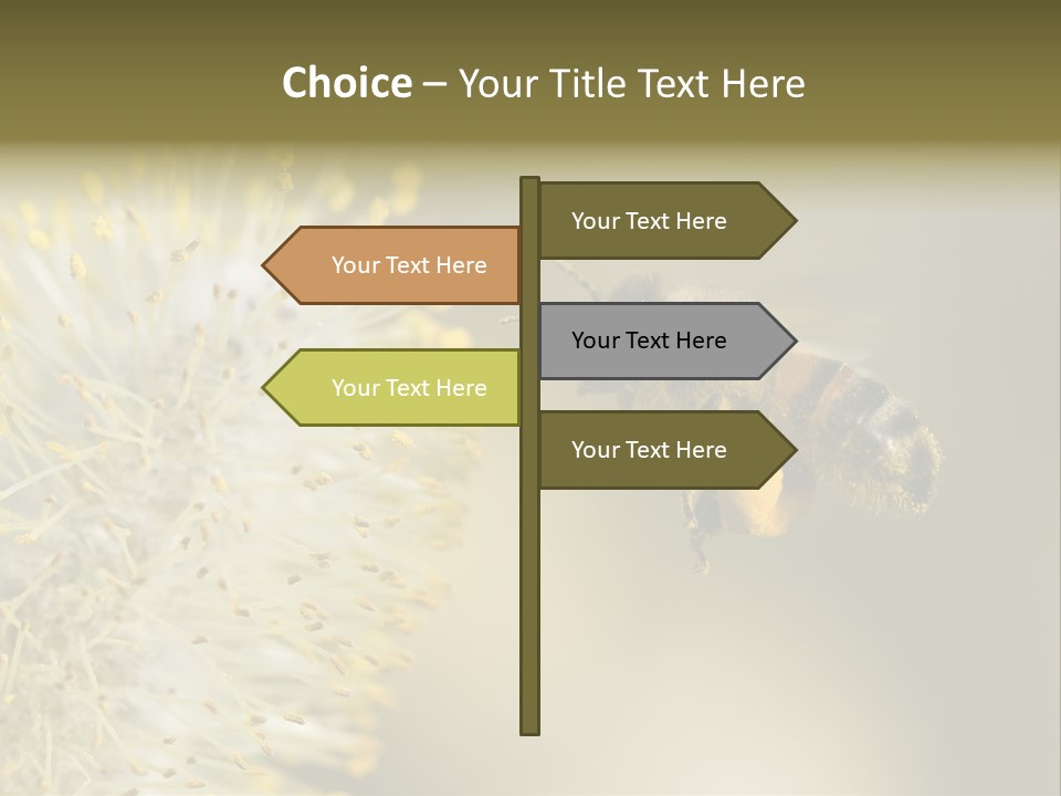 A Bee Hovering While Collecting Pollen From Pussy Willow Blossom. Hairs On Bee Are Covered In Yellow Pollen As Are It's Legs. PowerPoint Template