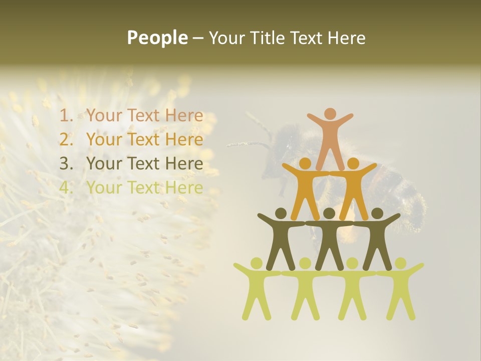 A Bee Hovering While Collecting Pollen From Pussy Willow Blossom. Hairs On Bee Are Covered In Yellow Pollen As Are It's Legs. PowerPoint Template