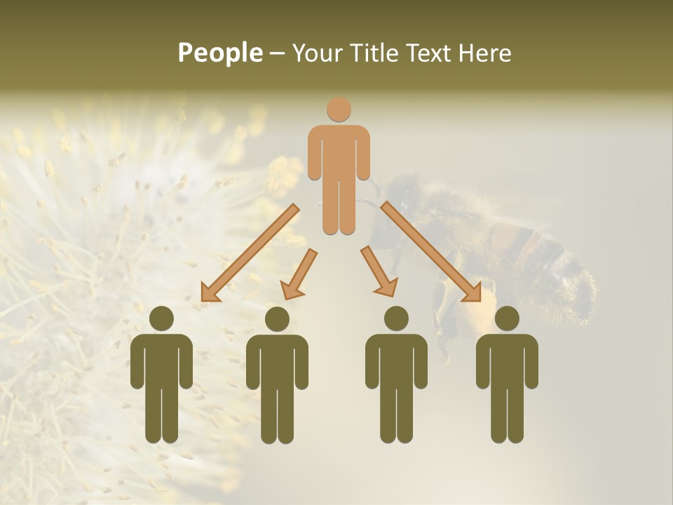 A Bee Hovering While Collecting Pollen From Pussy Willow Blossom. Hairs On Bee Are Covered In Yellow Pollen As Are It's Legs. PowerPoint Template