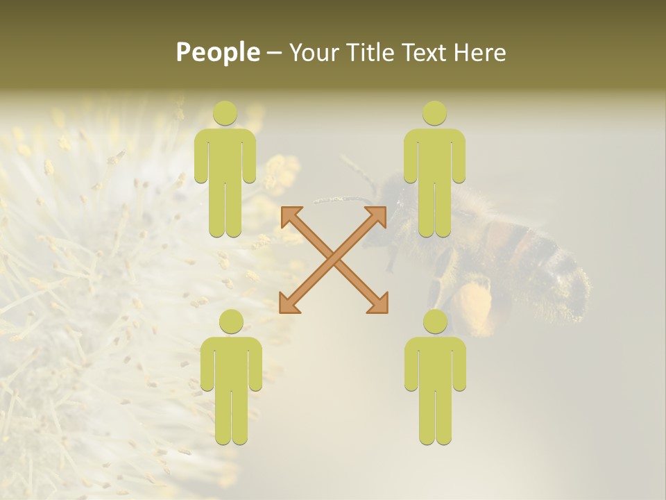 A Bee Hovering While Collecting Pollen From Pussy Willow Blossom. Hairs On Bee Are Covered In Yellow Pollen As Are It's Legs. PowerPoint Template