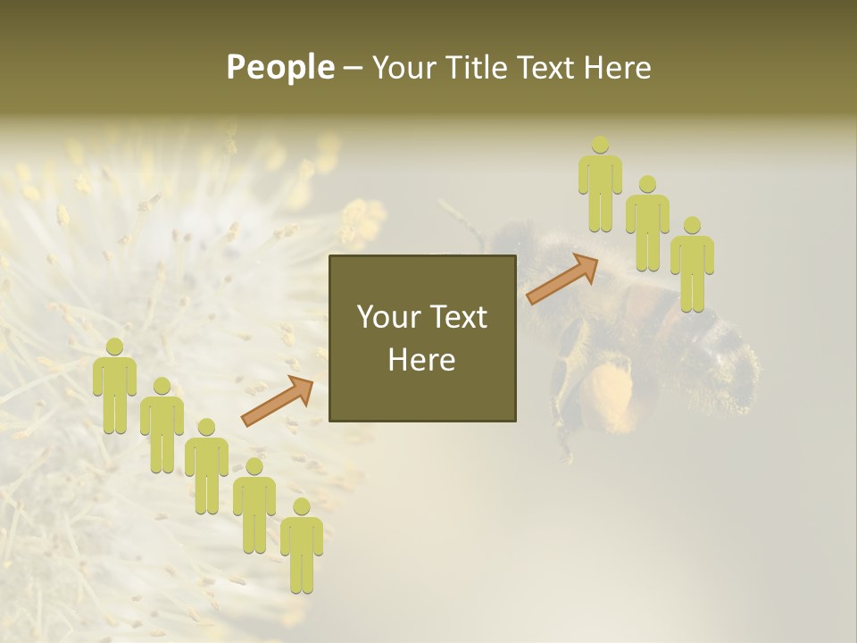 A Bee Hovering While Collecting Pollen From Pussy Willow Blossom. Hairs On Bee Are Covered In Yellow Pollen As Are It's Legs. PowerPoint Template