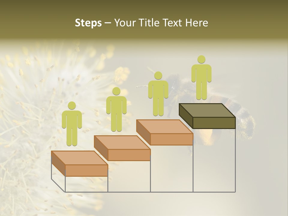 A Bee Hovering While Collecting Pollen From Pussy Willow Blossom. Hairs On Bee Are Covered In Yellow Pollen As Are It's Legs. PowerPoint Template