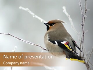 Waxwing PowerPoint Template